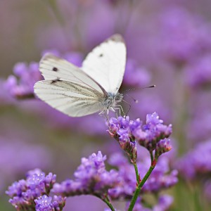 CREATOR: gd-jpeg v1.0 (using IJG JPEG v62), quality = 95